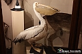 VBS_0969 - Riapre il Museo di Scienze Naturali dopo dieci anni di chiusura